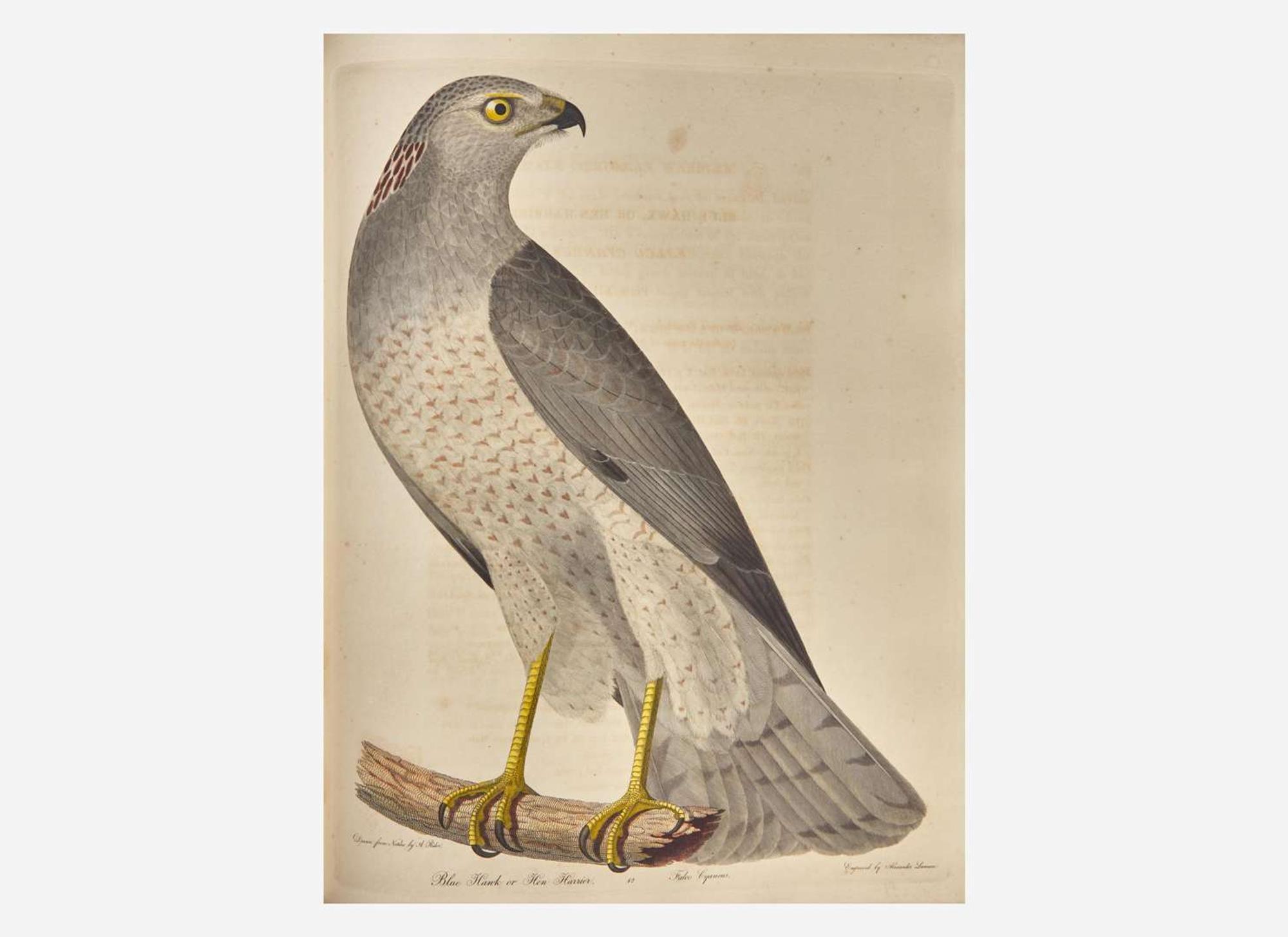 [Natural History] Bonaparte, Charles Lucian, and John James Audubon, et al.: American Ornithology; or, The Natural History of Birds Inhabiting the United States...