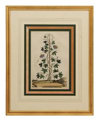 A Collection of Ten Abraham Munting Botanical Engravings from Naauwkeurige Beschryving Der Aardgewassen (1696)