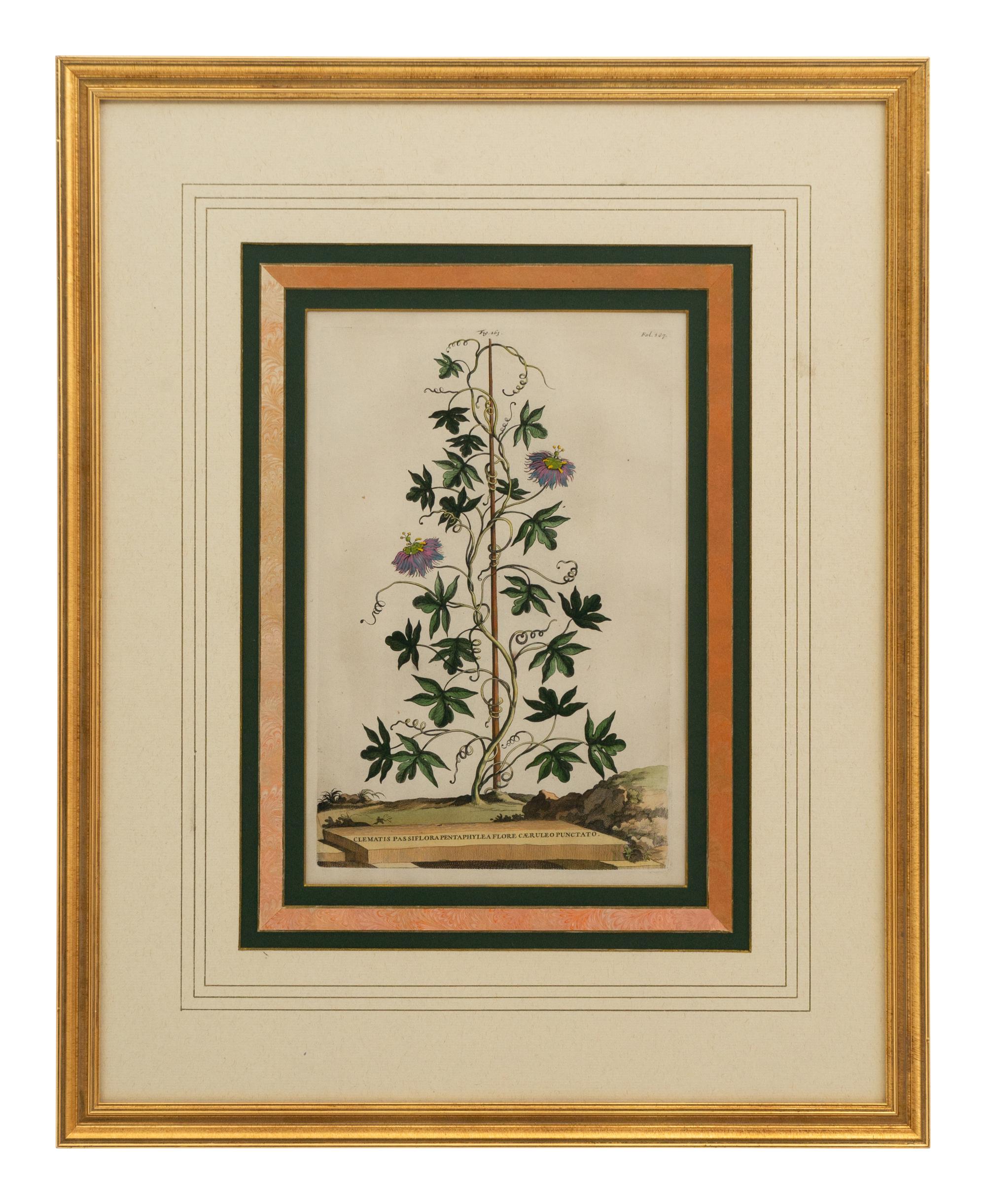 A Collection of Ten Abraham Munting Botanical Engravings from Naauwkeurige Beschryving Der Aardgewassen (1696)