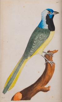 A Set of Four Hand-Colored Orinithological Engravings After Frederick Nodder — 19TH CENTURY