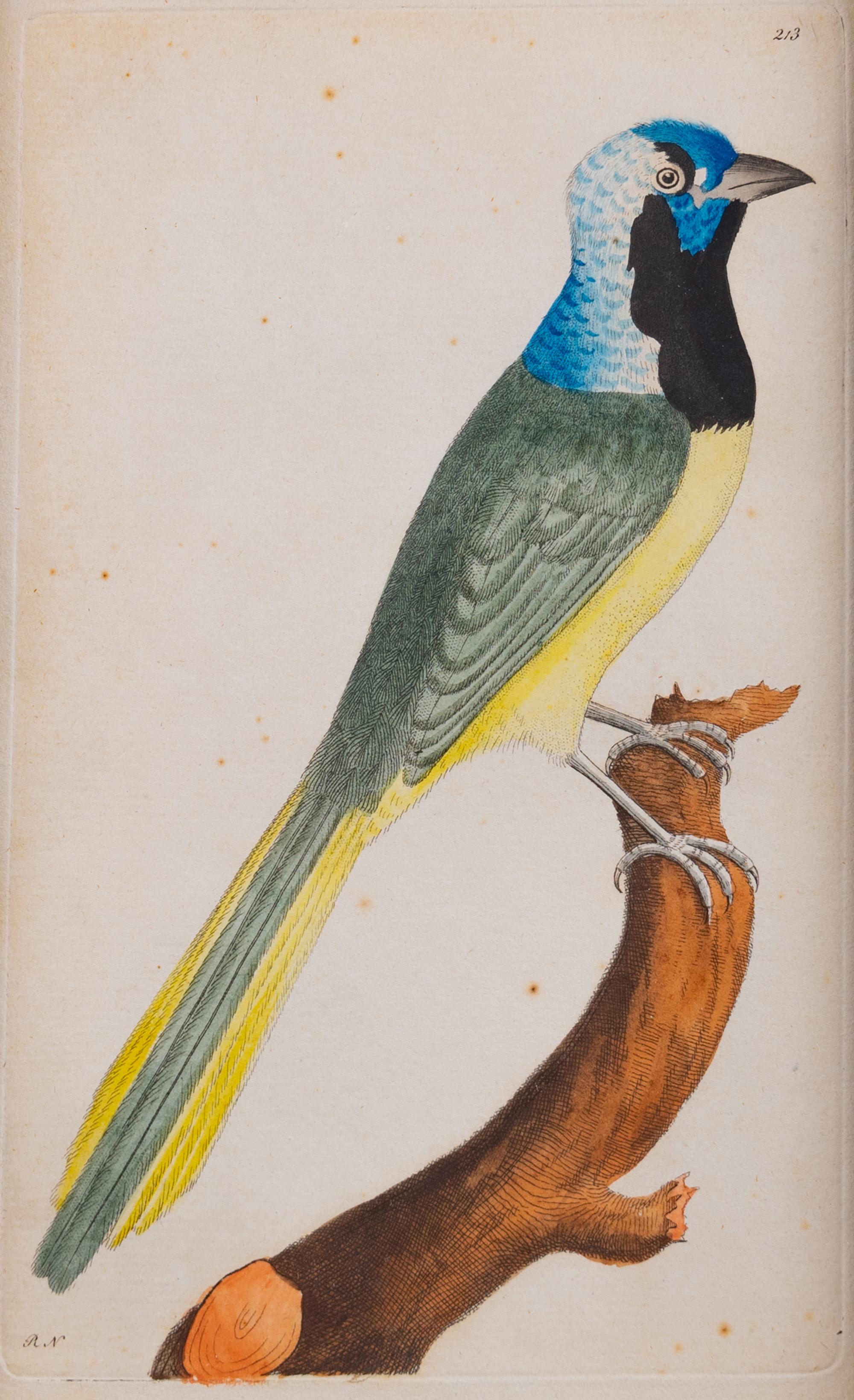 A Set of Four Hand-Colored Orinithological Engravings After Frederick Nodder — 19TH CENTURY
