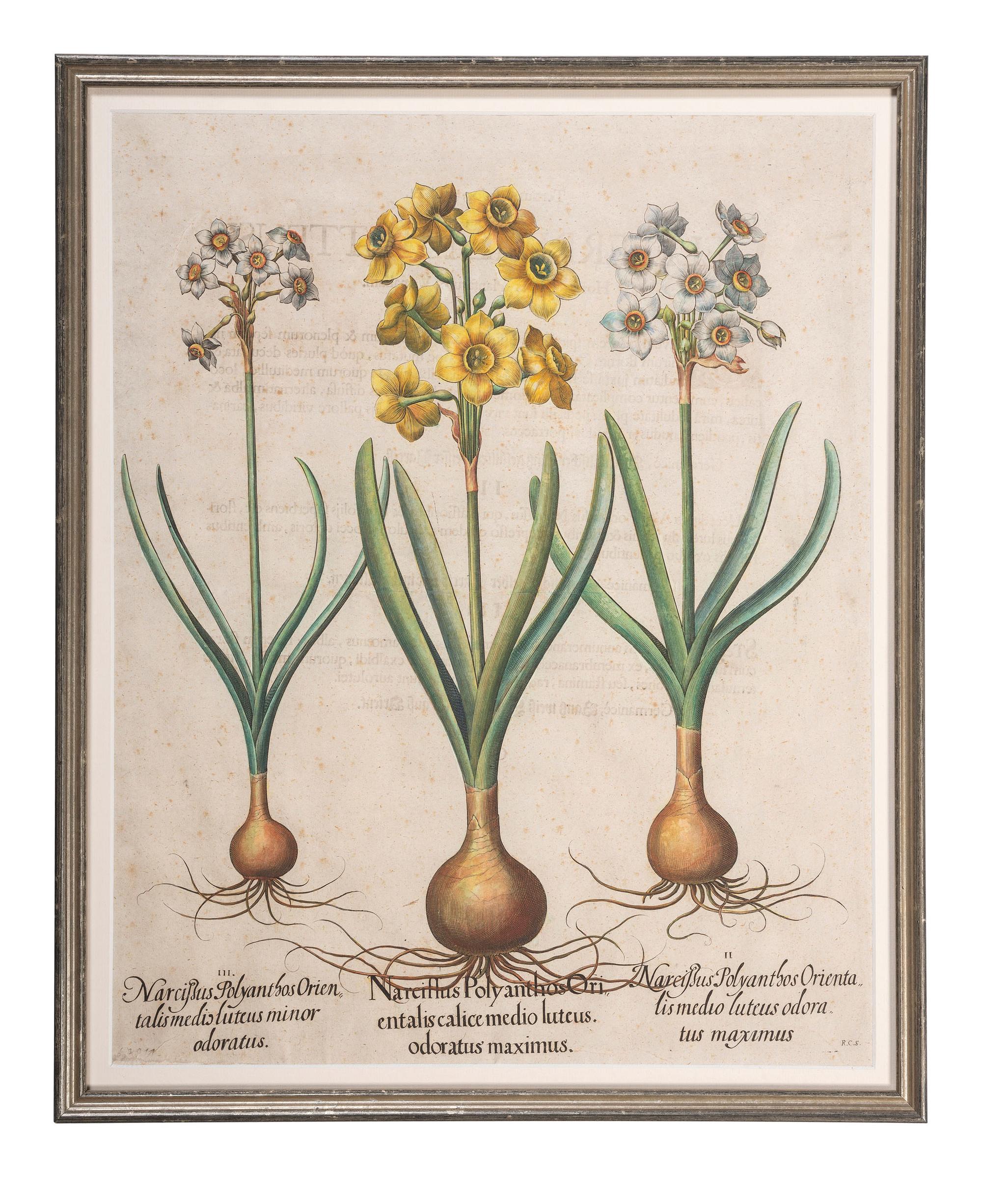 Three Hand-Colored Botanical Engravings