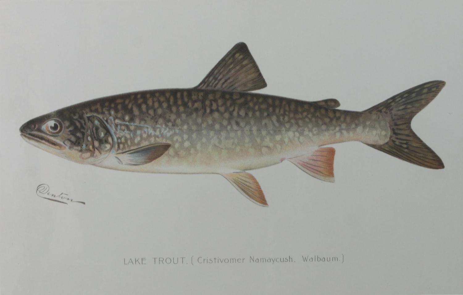 Six Chromolithograph Trout Prints, S. F. Benton Height 7 x with 11 inches — LATE 18TH CENTURY