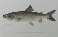 Six Chromolithograph Trout Prints, S. F. Benton Height 7 x with 11 inches — LATE 18TH CENTURY