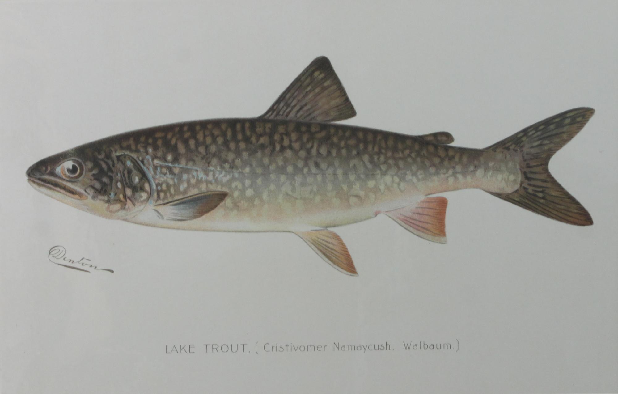 Six Chromolithograph Trout Prints, S. F. Benton Height 7 x with 11 inches — LATE 18TH CENTURY