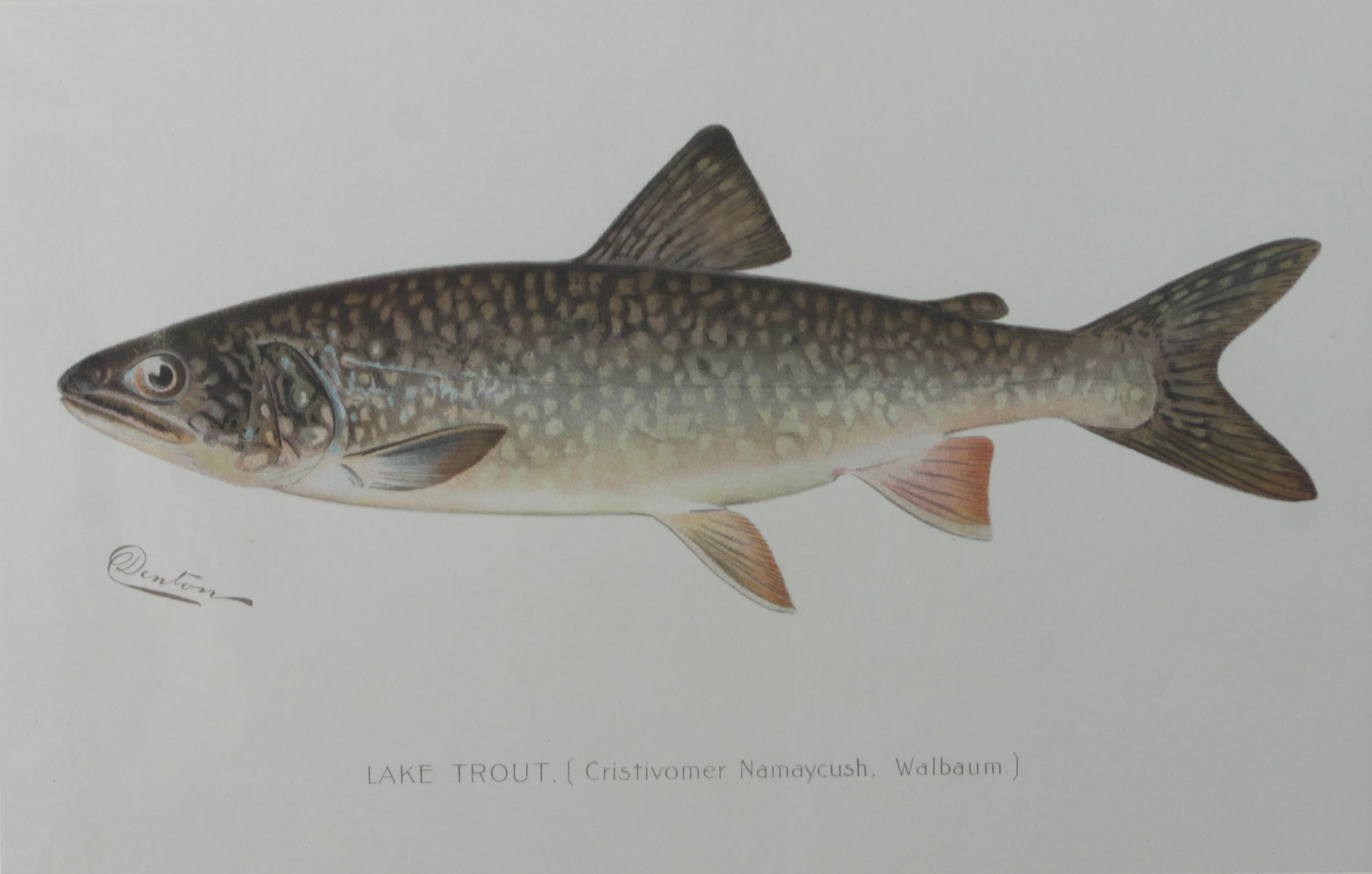 Six Chromolithograph Trout Prints, S. F. Benton Height 7 x with 11 inches — LATE 18TH CENTURY