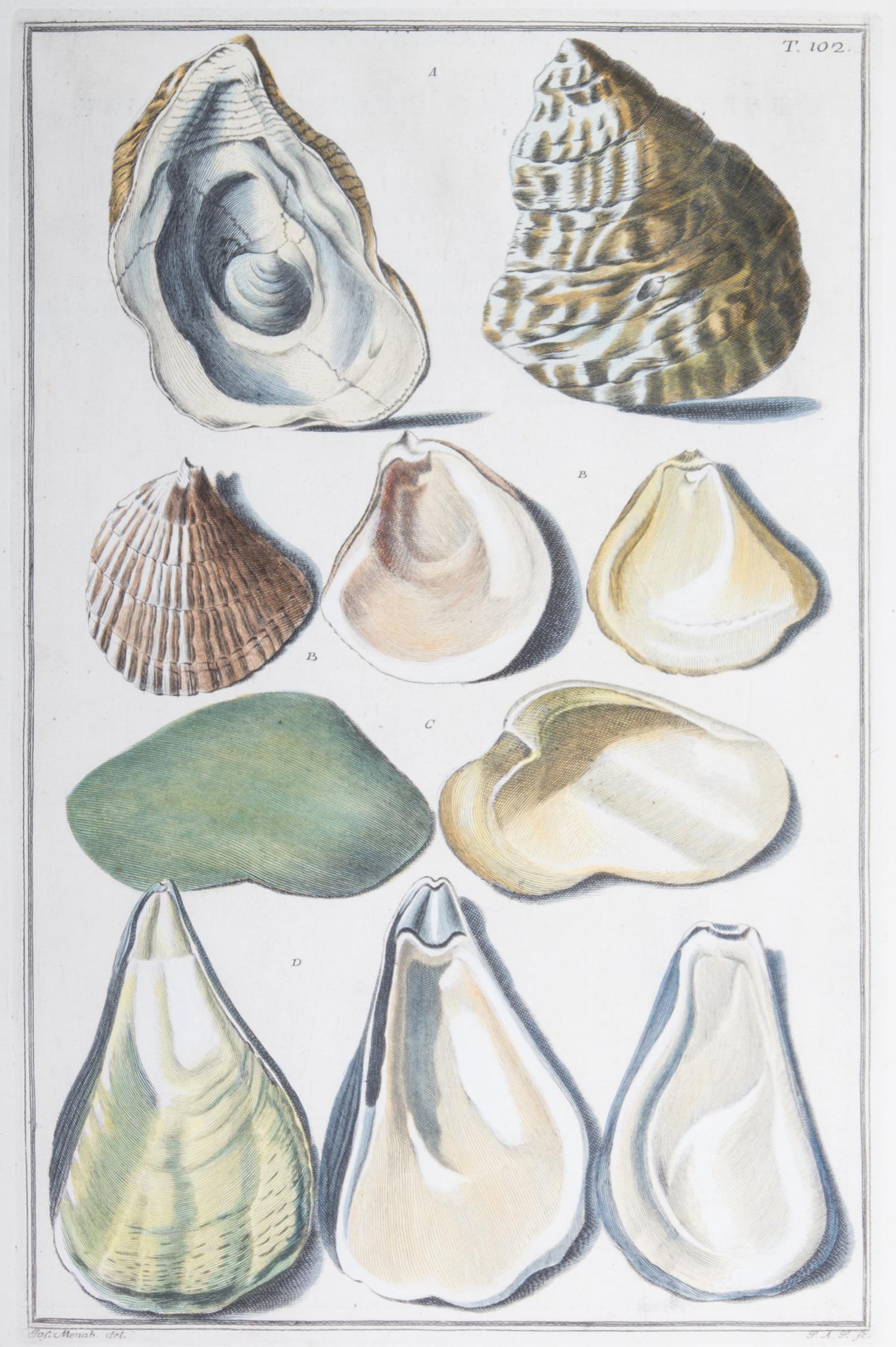 Nine Trowbridge Color Prints Depicting Sea Shells in Giltwood Frames — 20th Century