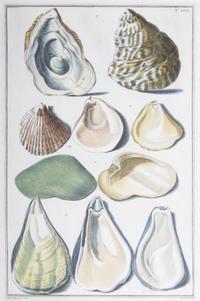 Nine Trowbridge Color Prints Depicting Sea Shells in Giltwood Frames — 20th Century