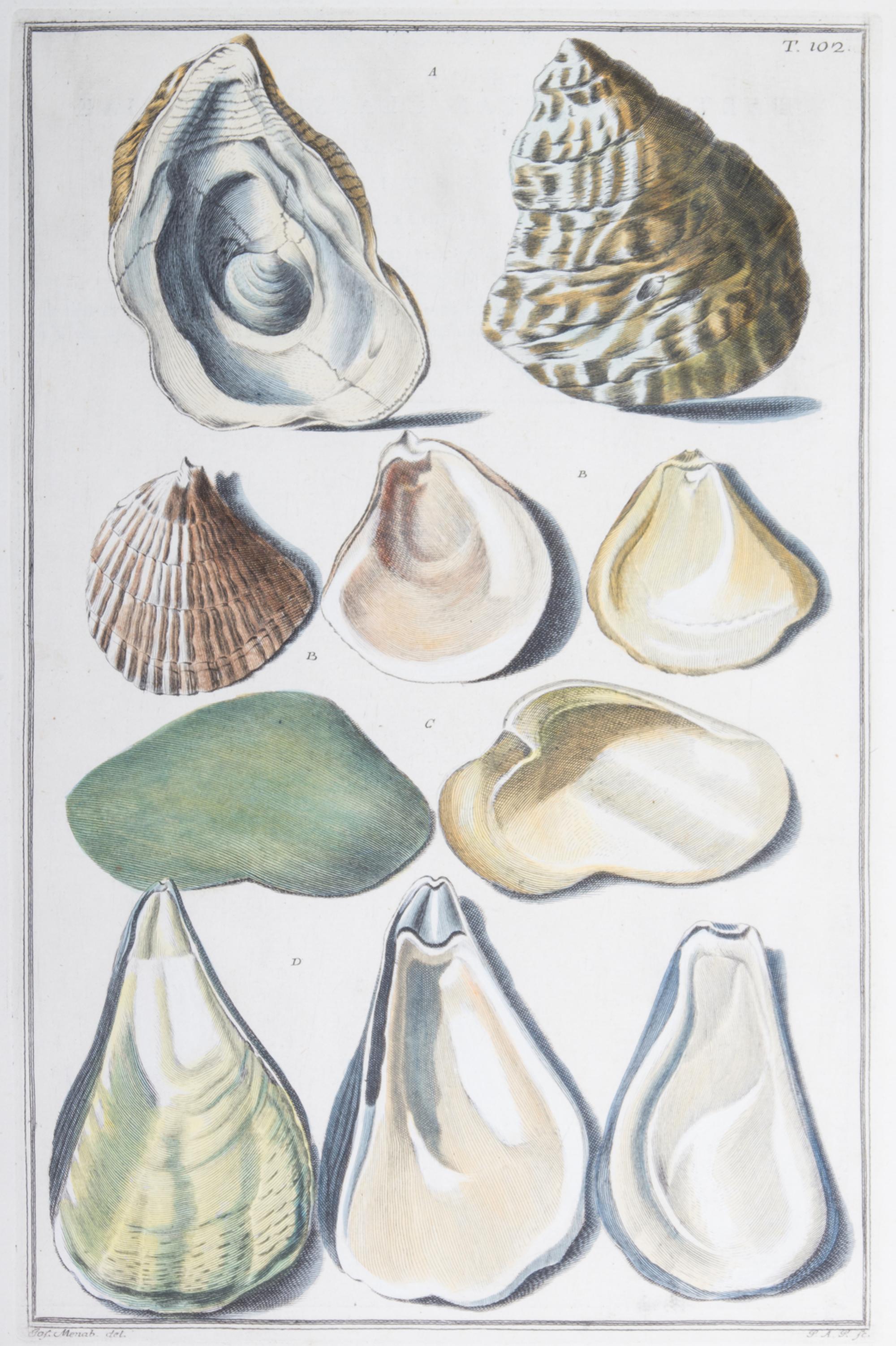 Nine Trowbridge Color Prints Depicting Sea Shells in Giltwood Frames — 20th Century
