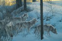 Edge of Night - Timber Wolves