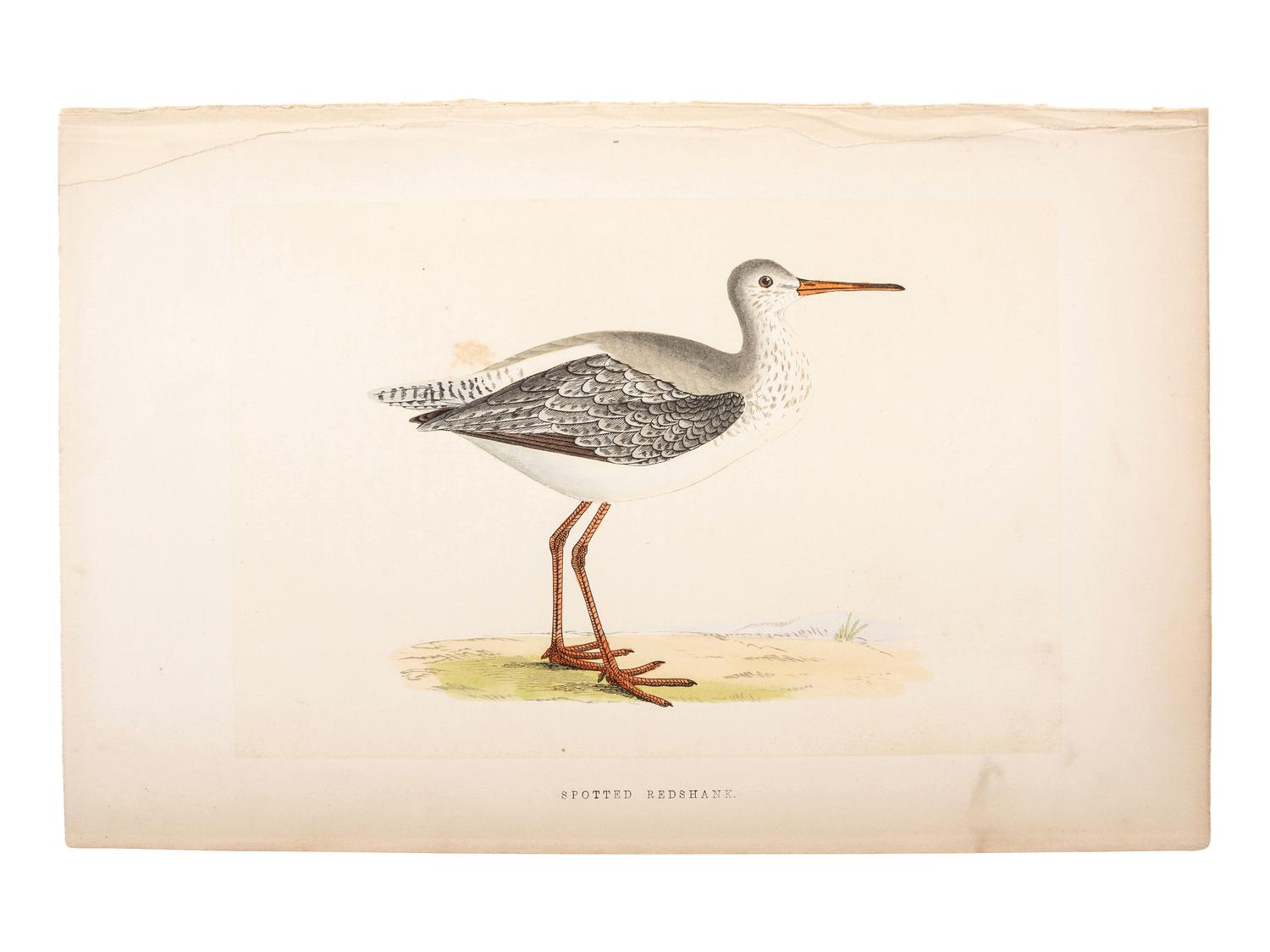 A Collection of Engravings from A History of British Birds , Rev. Francis Orpen Morris (Irish, 1810-1893)