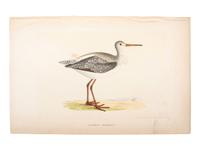 A Collection of Engravings from A History of British Birds , Rev. Francis Orpen Morris (Irish, 1810-1893)