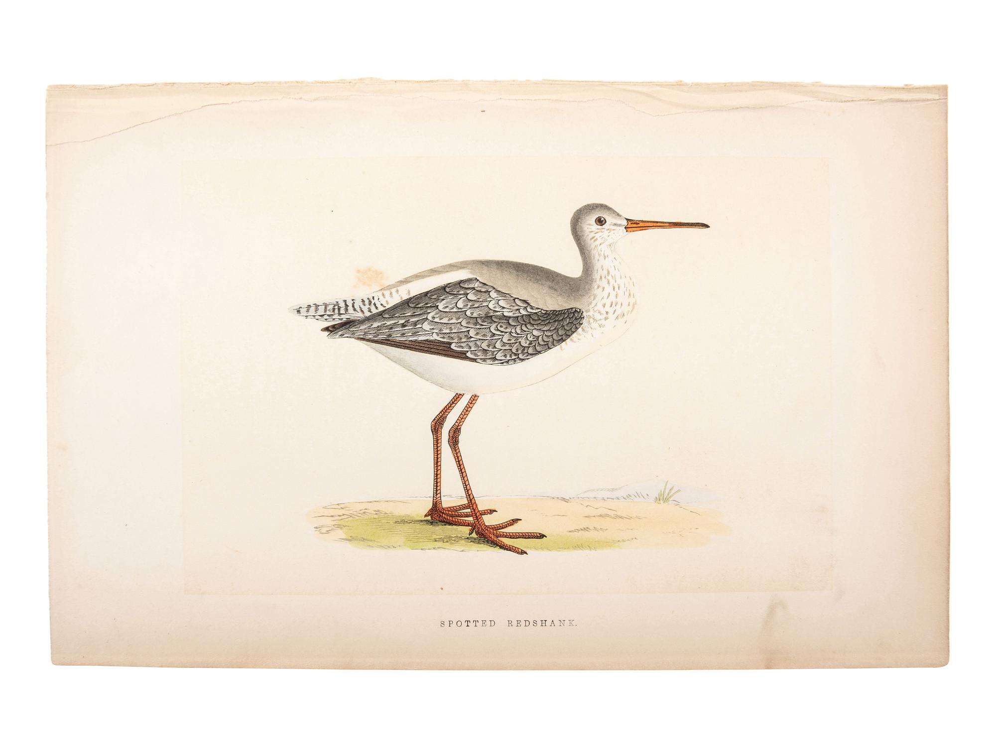 A Collection of Engravings from A History of British Birds , Rev. Francis Orpen Morris (Irish, 1810-1893)