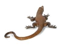 An Austrian Cold Painted Bronze Figure of a Lizard — 20th Century