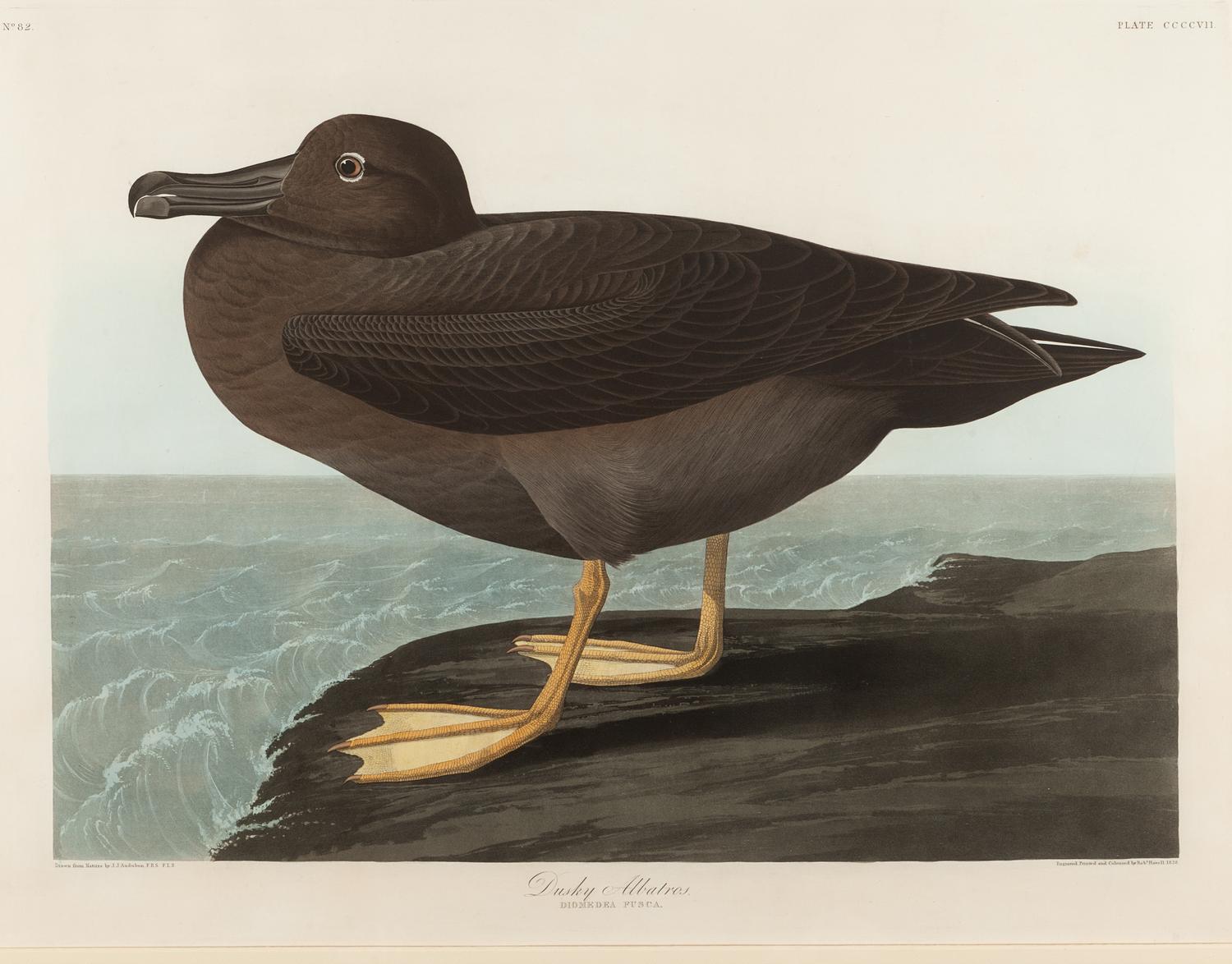 AUDUBON, John James (1785-1851).