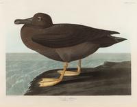 AUDUBON, John James (1785-1851).