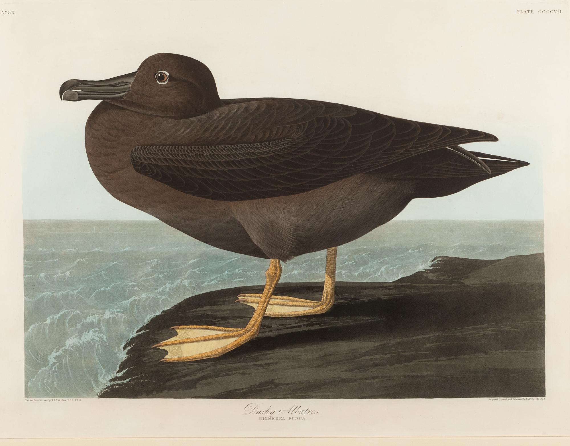 AUDUBON, John James (1785-1851).