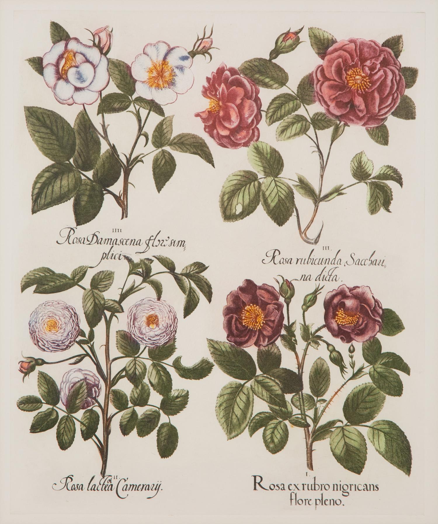 Two Pairs of Botanical Prints — 20TH CENTURY
