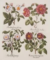 Two Pairs of Botanical Prints — 20TH CENTURY