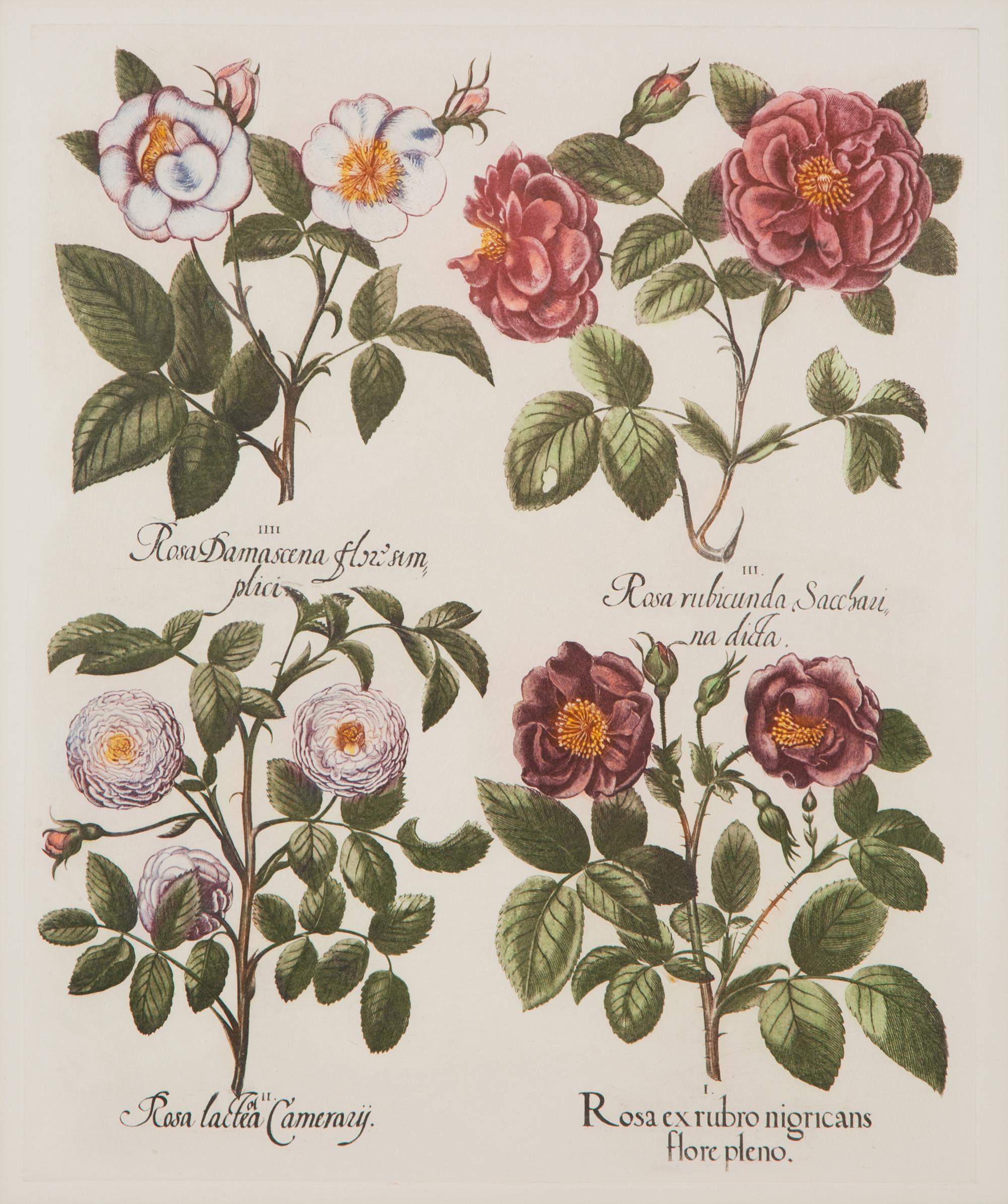 Two Pairs of Botanical Prints — 20TH CENTURY