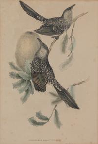 Four Hand-Colored Framed Ornithological Engravings Framed size 27 1/2 x 21 1/2 inches. — 19TH CENTURY