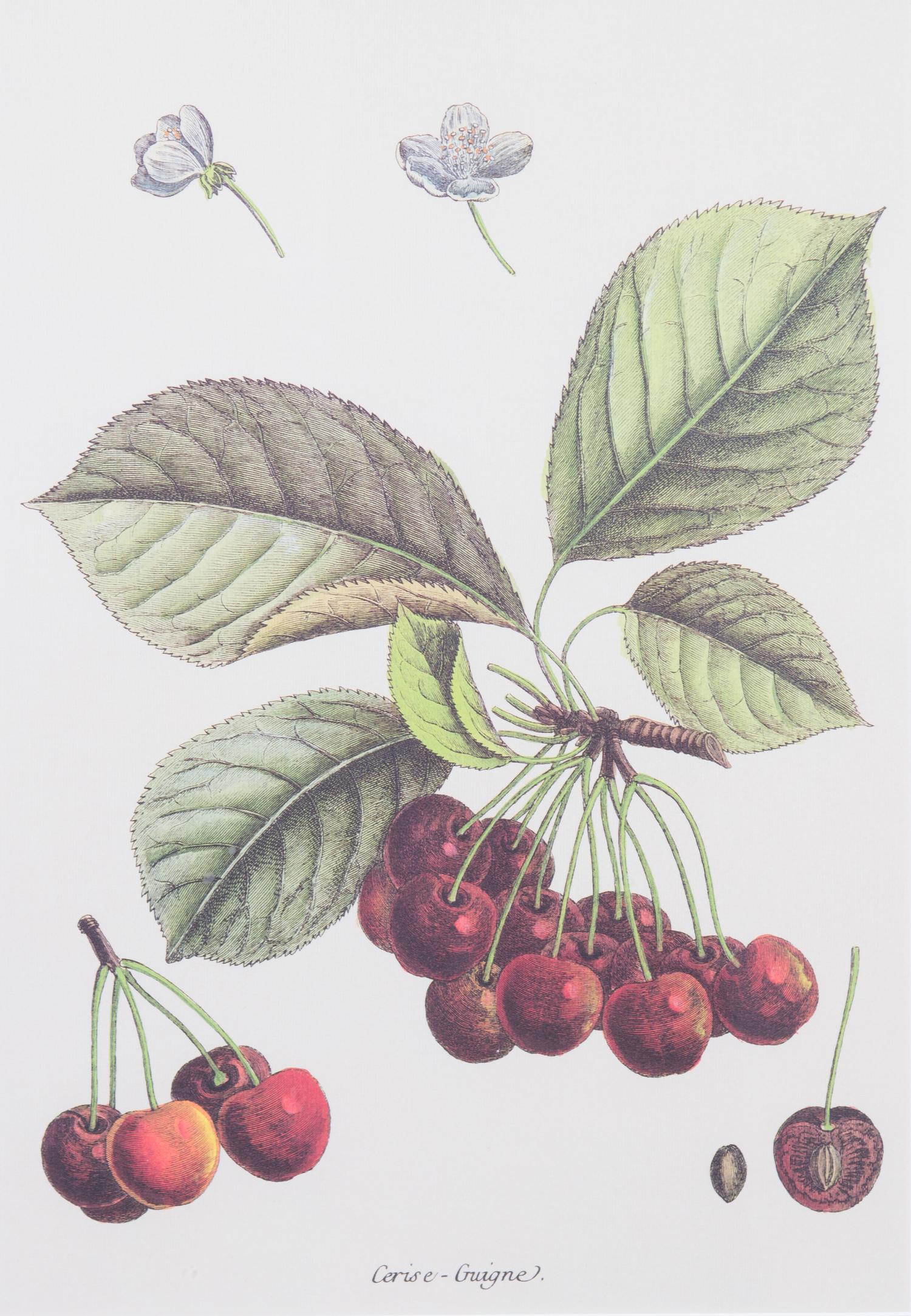 Four Framed Reproduction Botanical Prints of Fruit Framed size 19 3/4 x 15 1/4 inches. — 20TH CENTURY