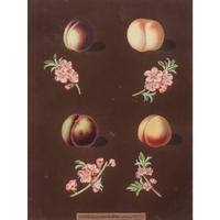 George Brookshaw (English, 1751-1823)
