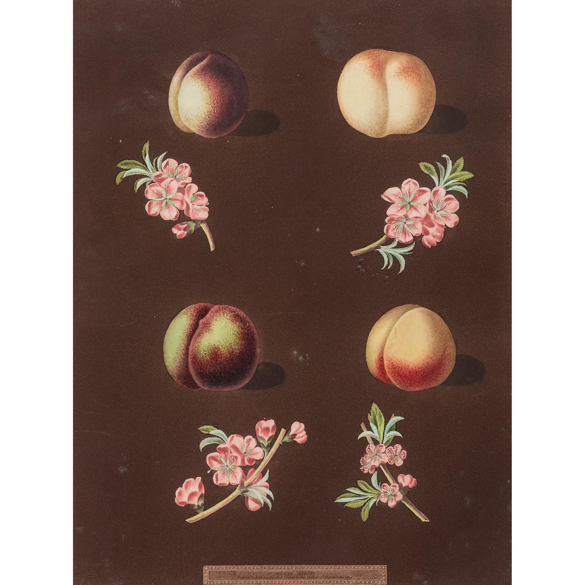 George Brookshaw (English, 1751-1823)