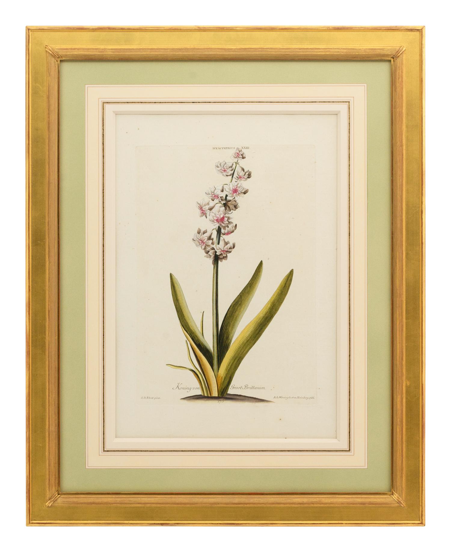 A Collection of Ten Abraham Munting Botanical Engravings from Naauwkeurige Beschryving Der Aardgewassen (1696)