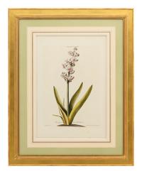 A Collection of Ten Abraham Munting Botanical Engravings from Naauwkeurige Beschryving Der Aardgewassen (1696)
