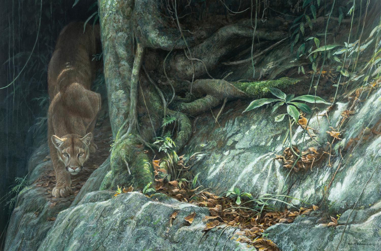 Path of the Panther