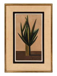 Plante Grasse