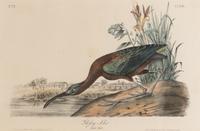 [Natural History] Audubon, John James. Group of 10 prints from the octavo "Birds of America"