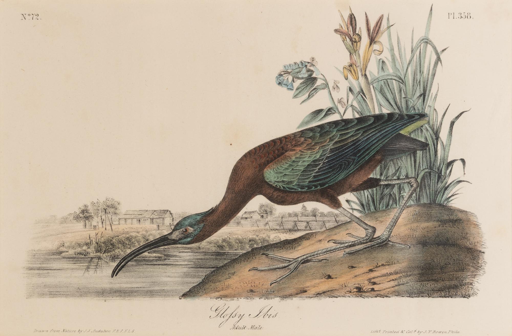[Natural History] Audubon, John James. Group of 10 prints from the octavo "Birds of America"