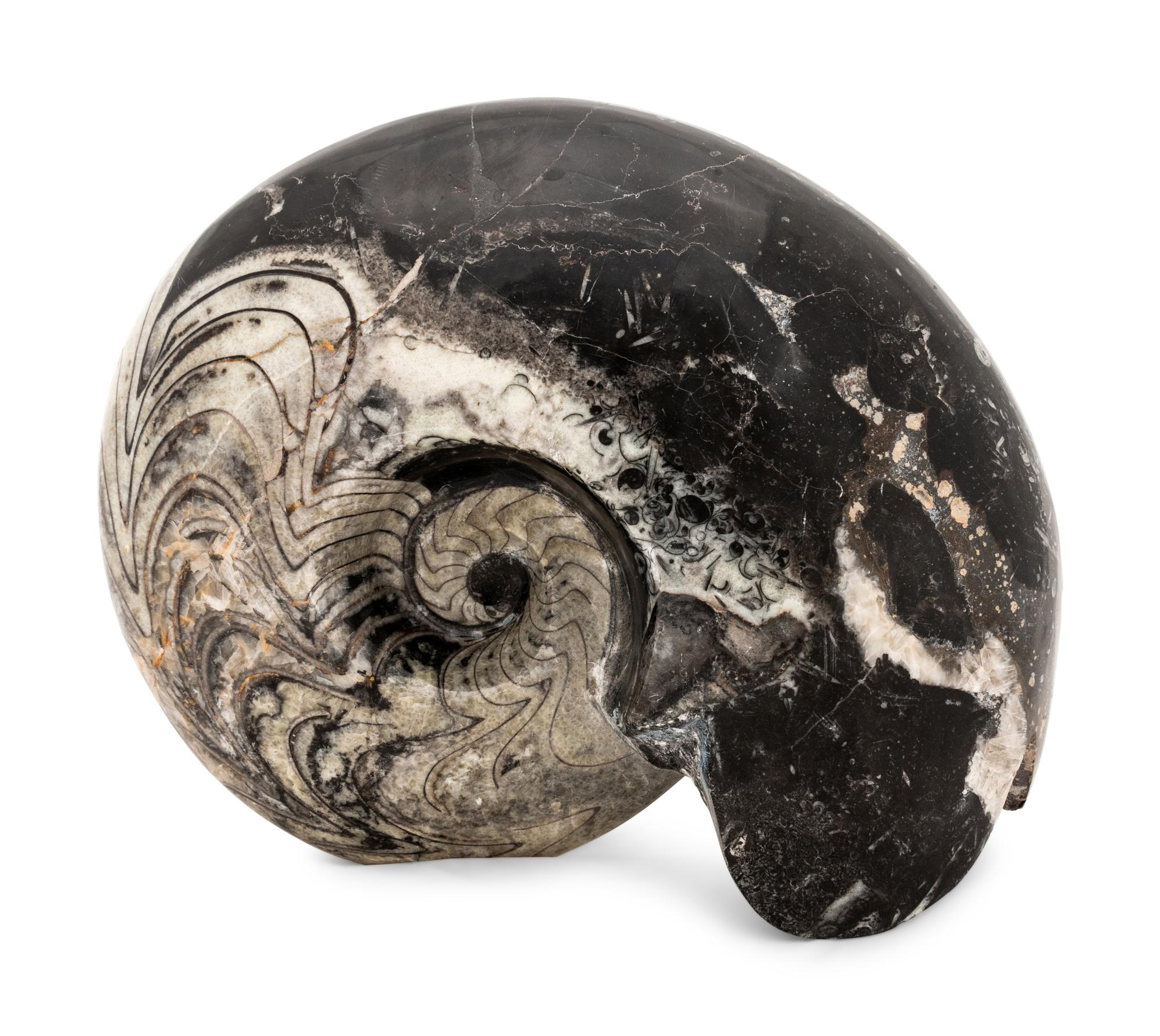 Fossilized Ammonite Shell