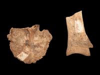Four Oracle Bones