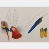 Scarlet Macaw, Cuban Macaw & Feathers of Scarlet Macaw
