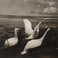 A group of six photographs from the Natural History series