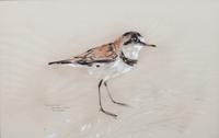 Karl Priebe, (Wisconsin, 1914-1976), Collared Plover, Vista Cruz, 1963