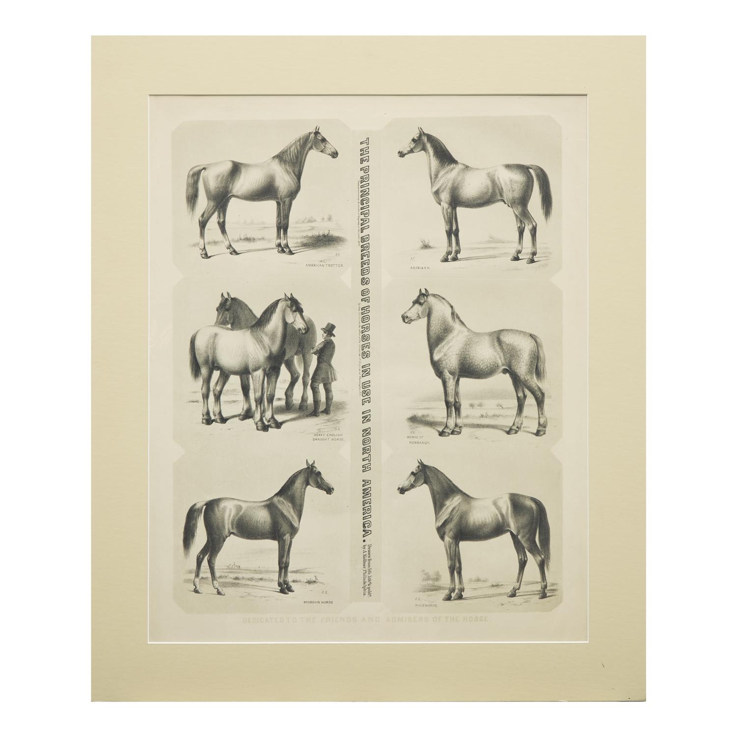Augustus Kollner (1812-1906), The Principal Breeds of Horses in Use in North America