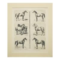 Augustus Kollner (1812-1906), The Principal Breeds of Horses in Use in North America