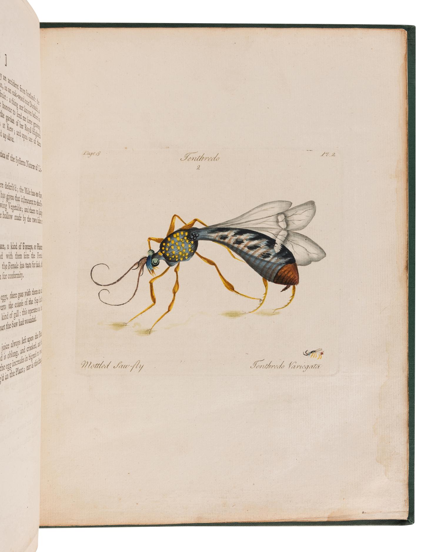 HILL, John, Sir (1716?-1775). A Decade of Curious Insects: Some of them not describ'd before: Shewn in their Natural Size . London: Printed for the author, 1773.
