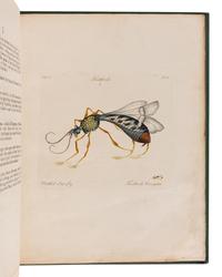 HILL, John, Sir (1716?-1775). A Decade of Curious Insects: Some of them not describ'd before: Shewn in their Natural Size . London: Printed for the author, 1773.