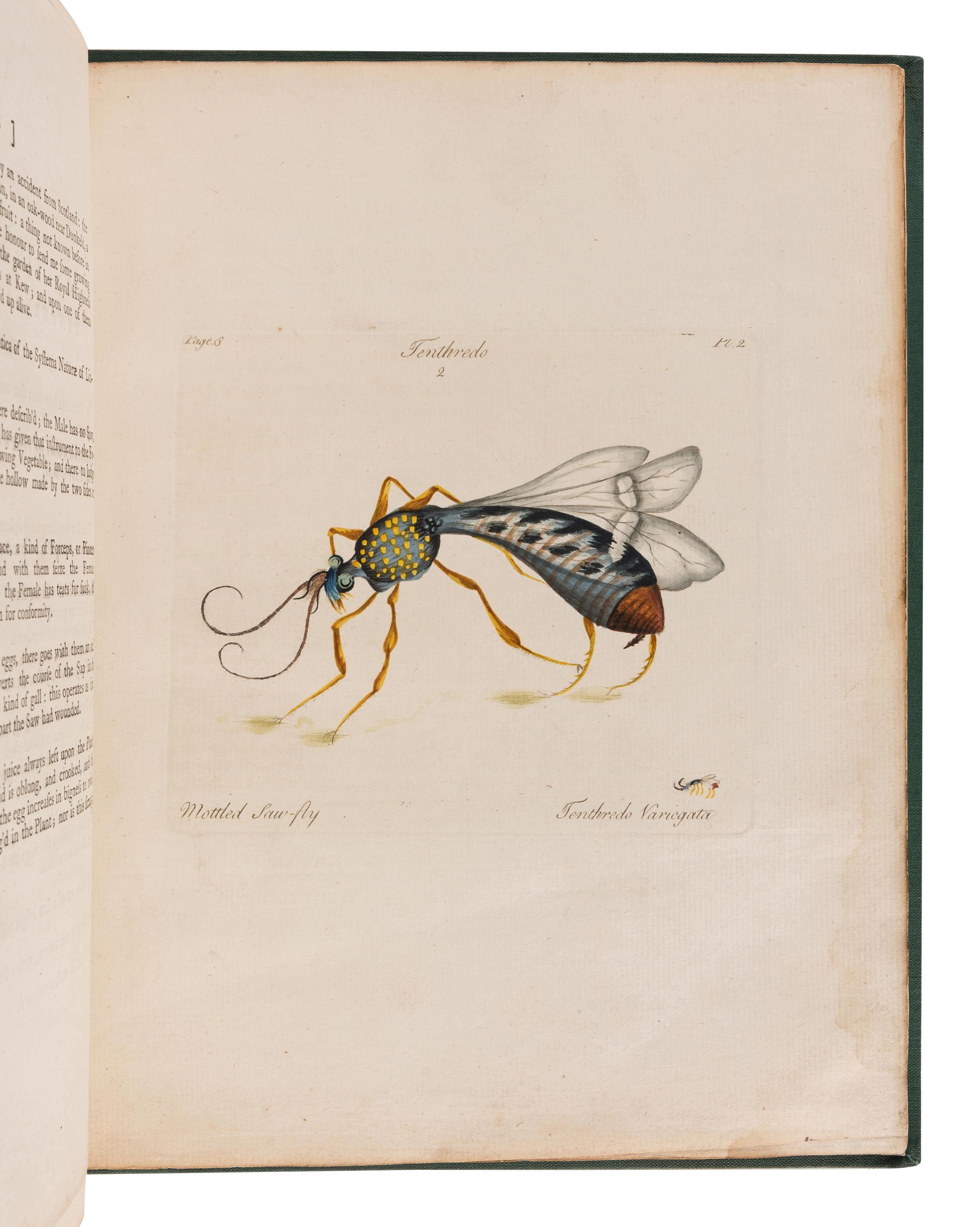 HILL, John, Sir (1716?-1775). A Decade of Curious Insects: Some of them not describ'd before: Shewn in their Natural Size . London: Printed for the author, 1773.