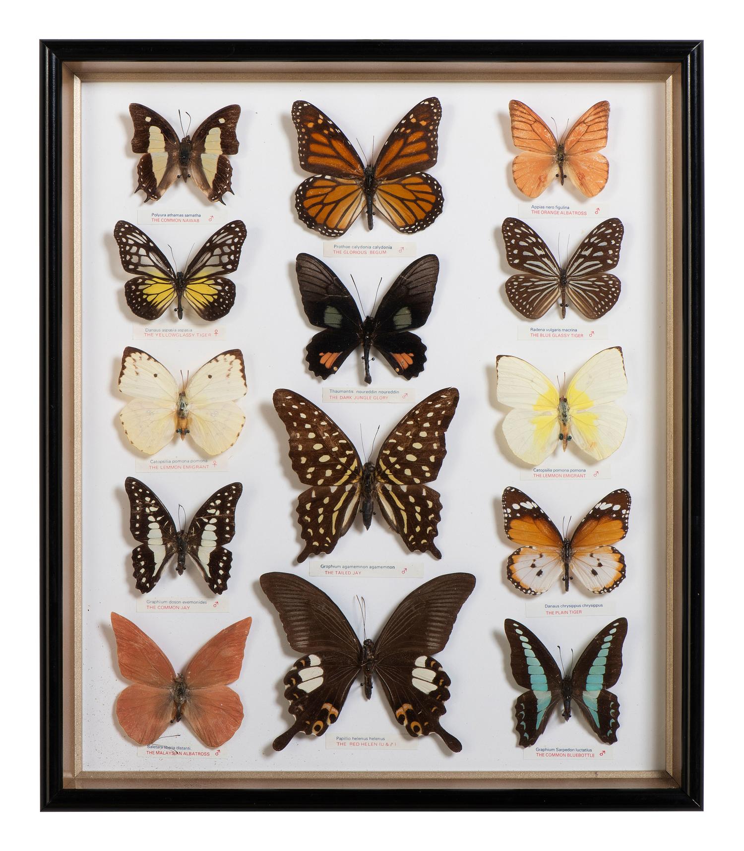 Five Framed Groups of Lepidopterological Specimens