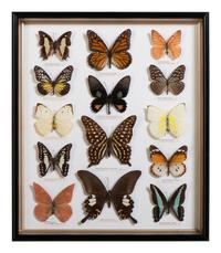 Five Framed Groups of Lepidopterological Specimens