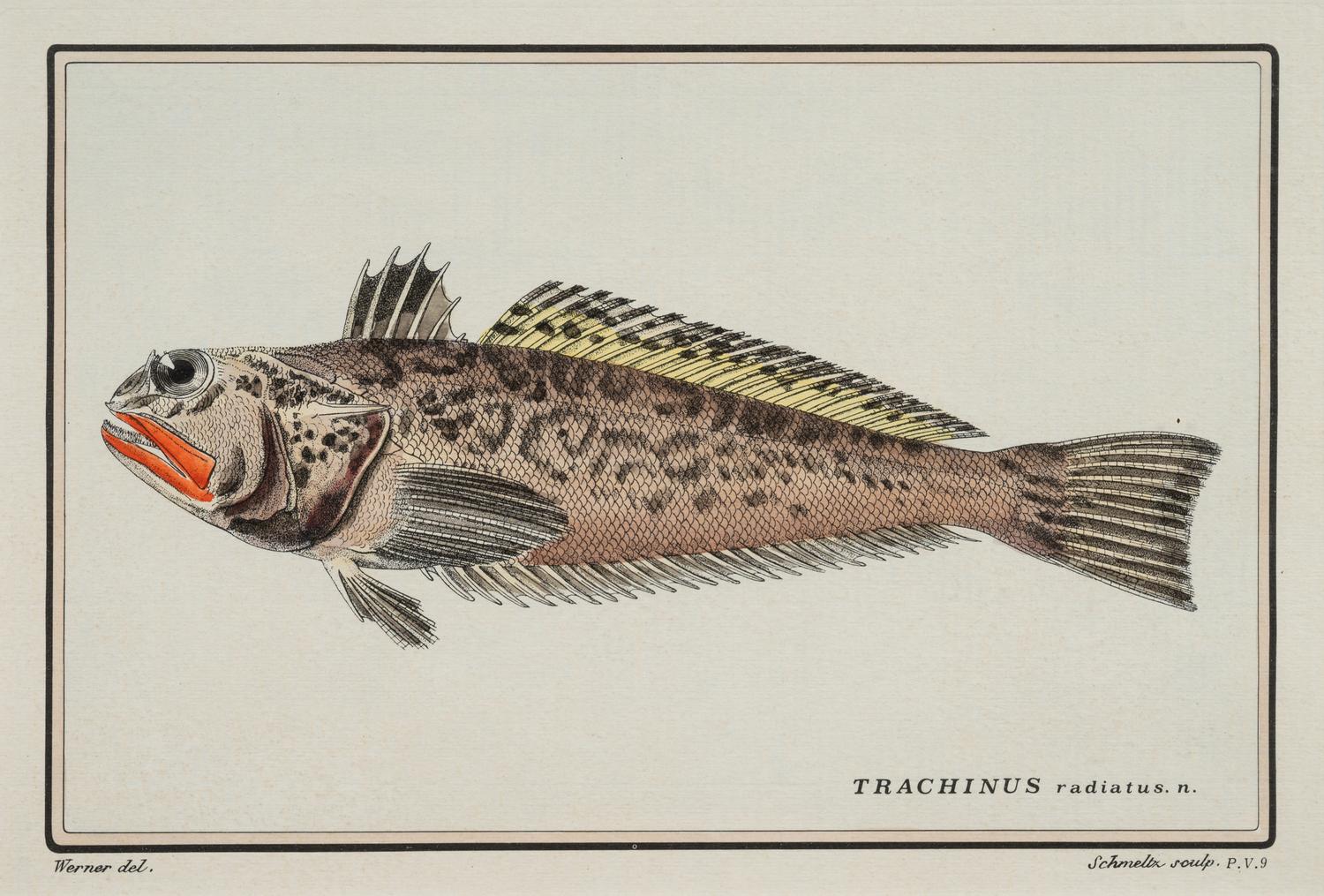 A Pair of Ichthyological Prints After Werner Del Marechal