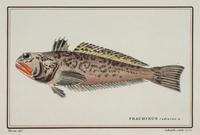 A Pair of Ichthyological Prints After Werner Del Marechal