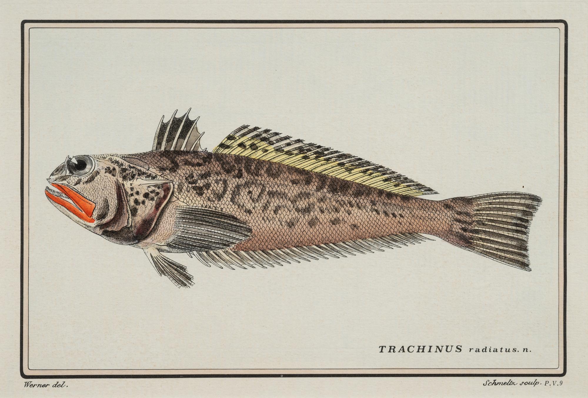 A Pair of Ichthyological Prints After Werner Del Marechal