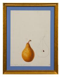 Anthelme-Eugène Grobon, (French, 1820-1878), Two Studies of a Beurré d'Angleterre Pear, 1843